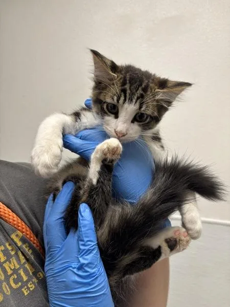A baby medium-sized female Domestic Short Hair cat named Keyleth for adoption in Silverdale, WA