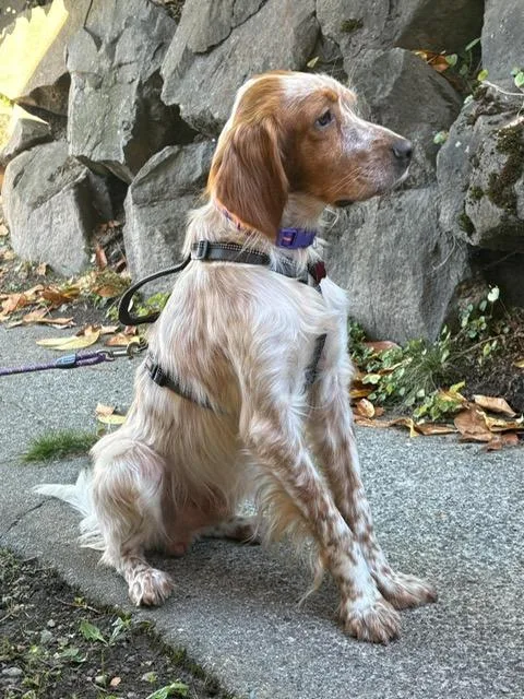 A young medium-sized male Setter dog named Kingston for adoption in Bellingham, WA