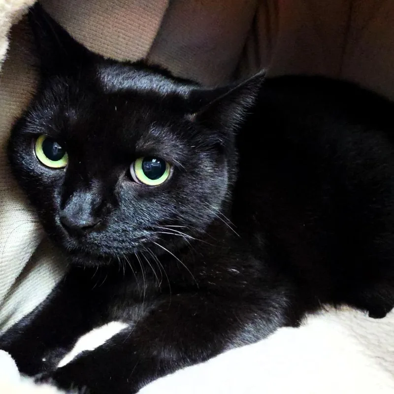 A senior large-sized male Black Domestic Short Hair cat named Reggie for adoption in Michigan City, IN