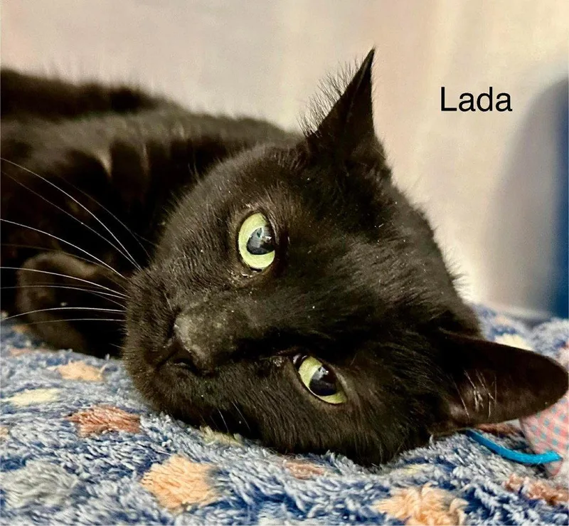An adult small-sized female Black Domestic Short Hair cat named Lada for adoption in Saint George, UT