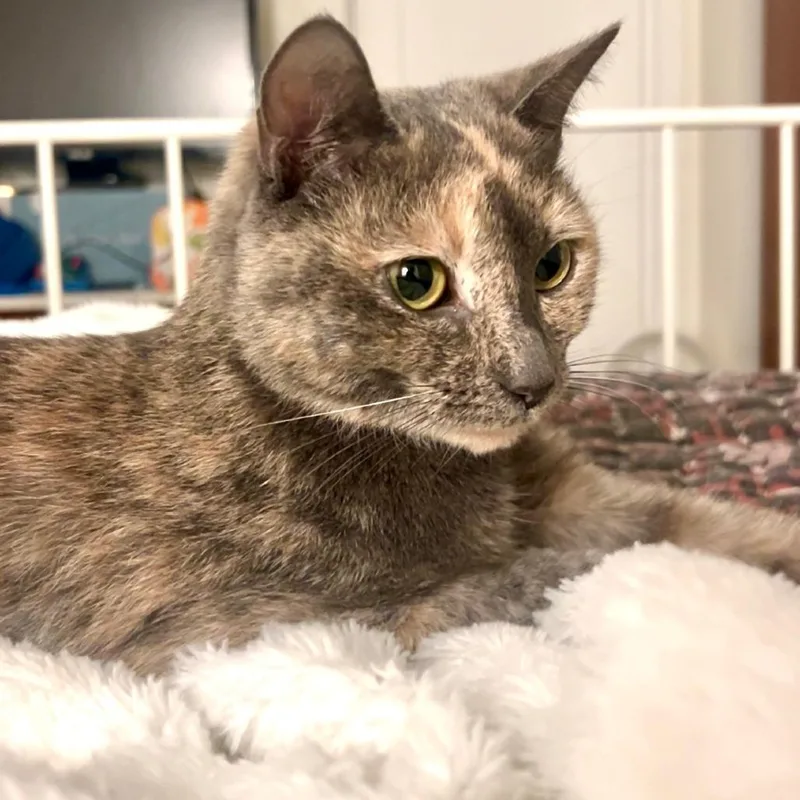 Miss Muffins thumbnail 2