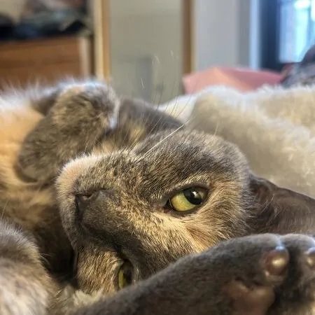 Miss Muffins thumbnail 3