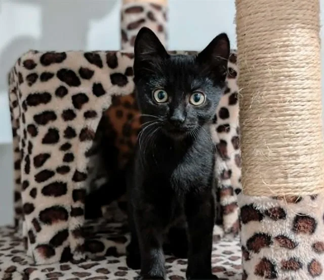 A baby small-sized male Domestic Short Hair cat named Dimitri Star for adoption in Tucson, AZ