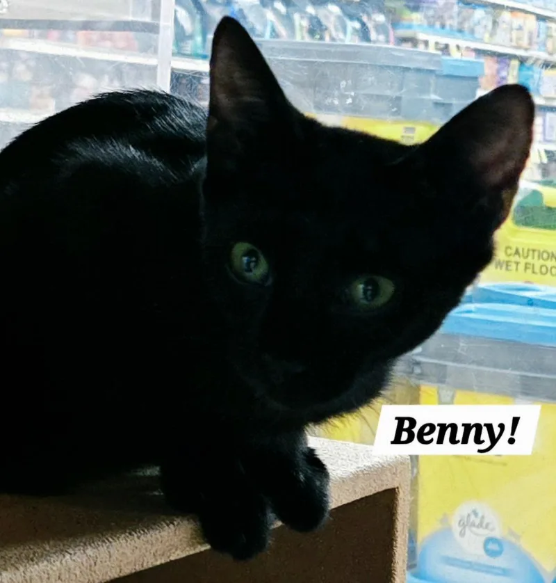 A baby small-sized male Domestic Short Hair cat named Benny for adoption in San Antonio, TX
