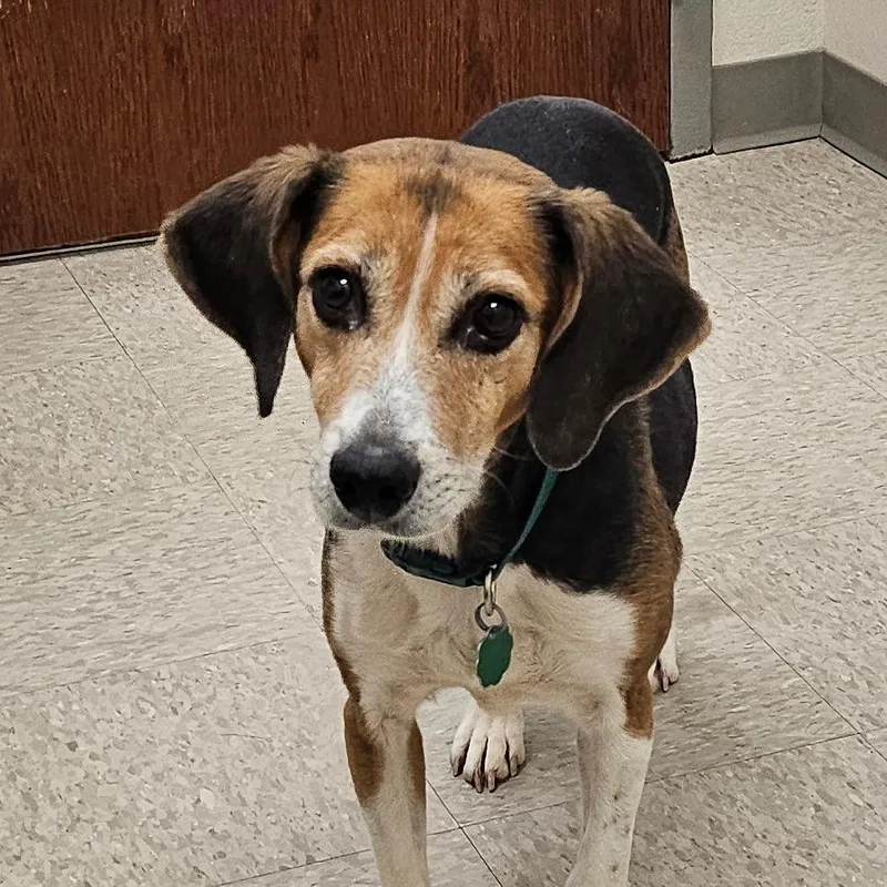 Gertrude thumbnail 2