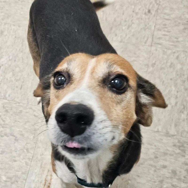 Gertrude thumbnail 3