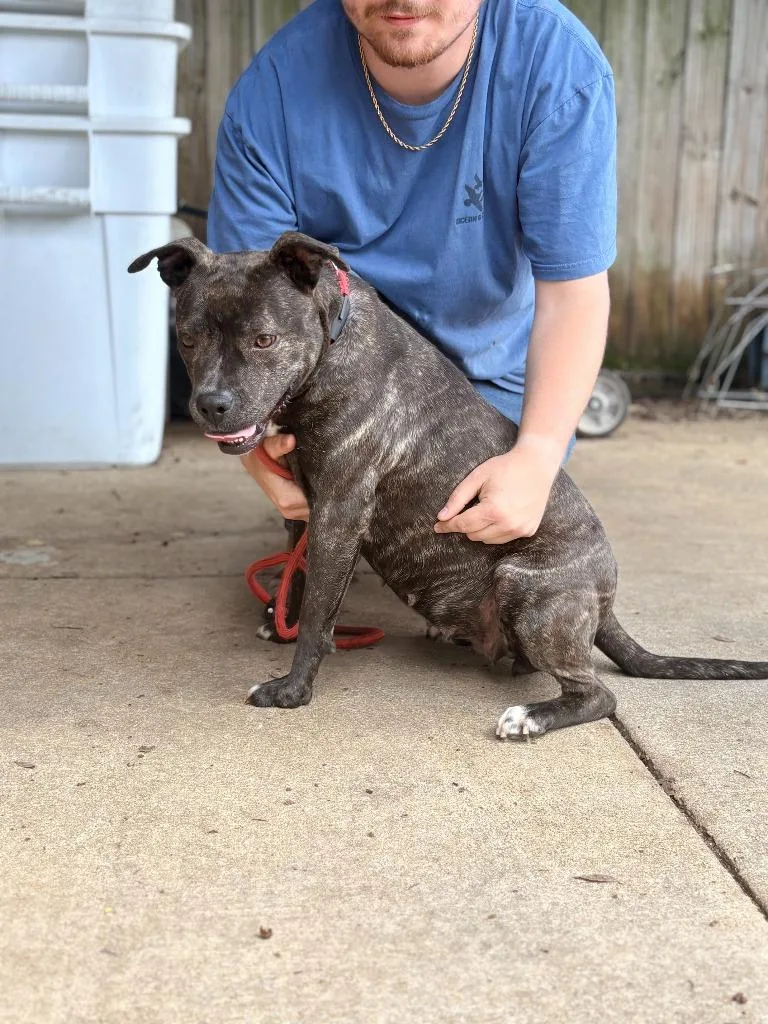 An adult medium-sized female Mixed Breed dog named Bebe for adoption in Albany, GA