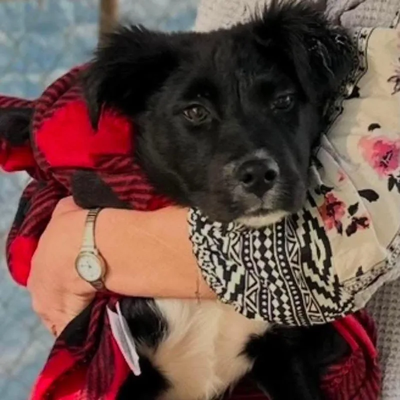 A young medium-sized female Black American Staffordshire Terrier dog named Mojave for adoption in Long Island City, NY