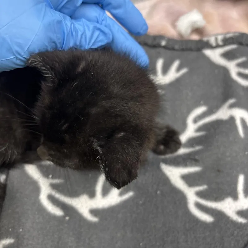 A baby small-sized male Black Domestic Short Hair cat named Porky for adoption in Springtown, TX