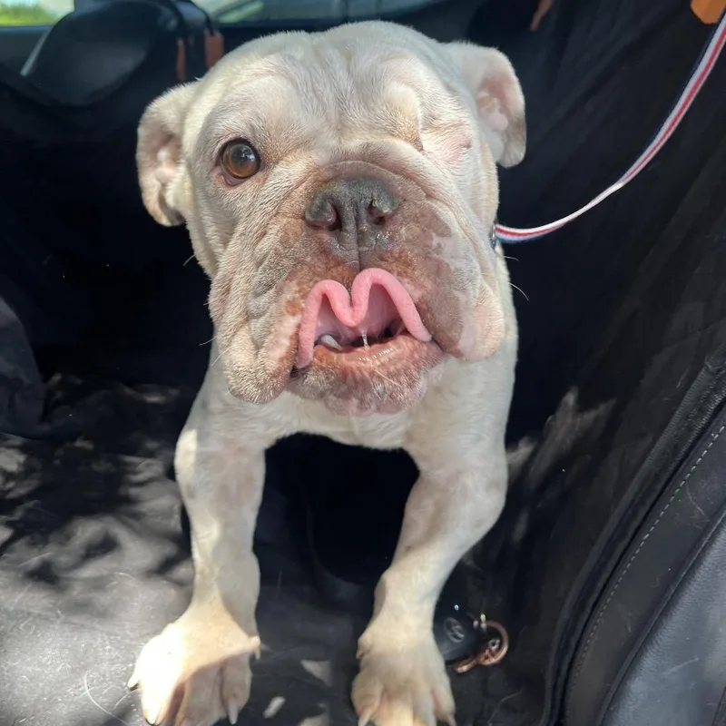 An adult medium-sized male White / Cream English Bulldog dog named Julio for adoption in Las Vegas, NV