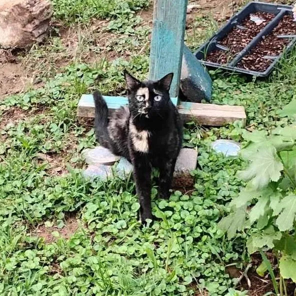 A baby small-sized female Domestic Short Hair cat named Sassy for adoption in Fayetteville, AR