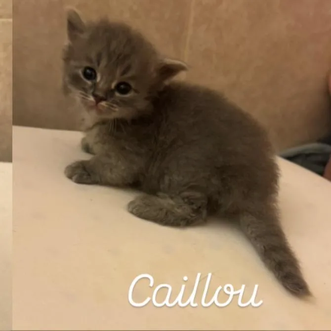 A baby small-sized female Gray / Blue / Silver Domestic Medium Hair cat named Cailou for adoption in Bel Air, MD