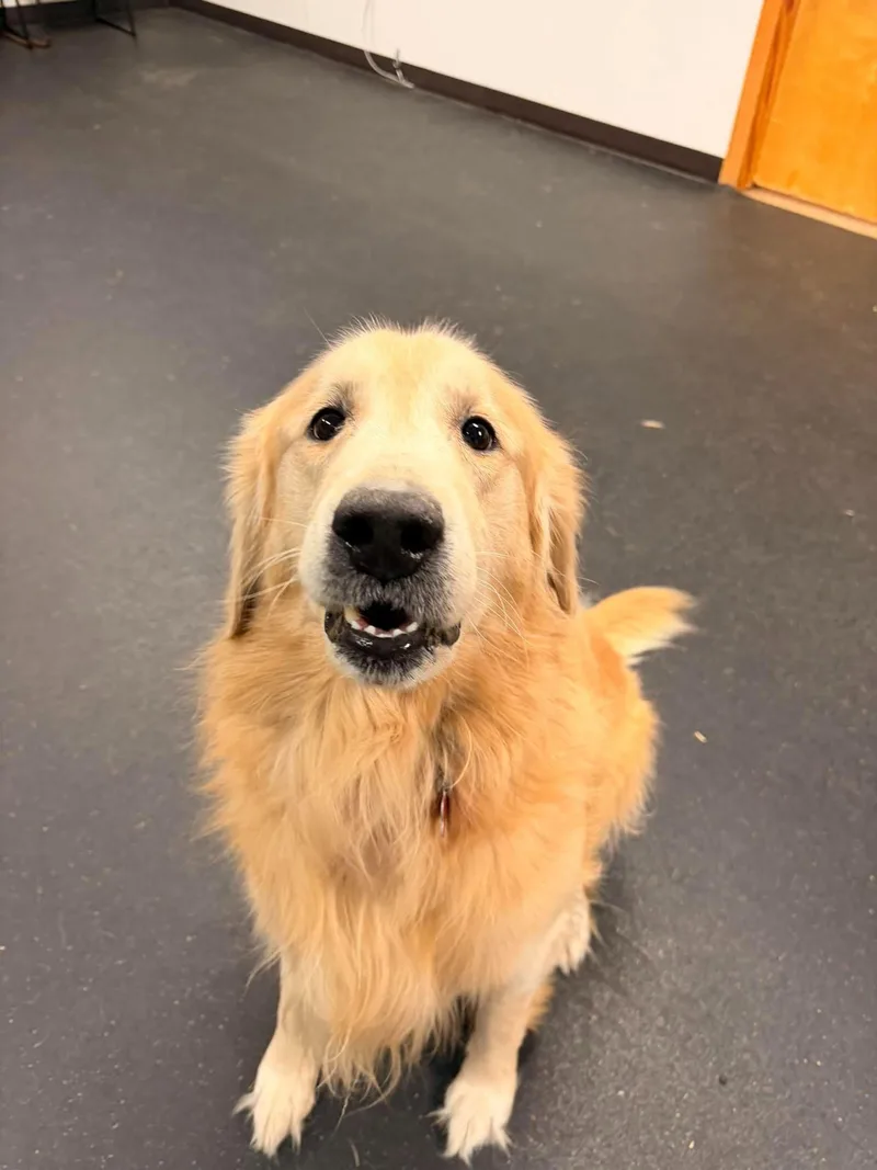 An adult large-sized male Golden Retriever dog named Yodi for adoption in Valparaiso, IN