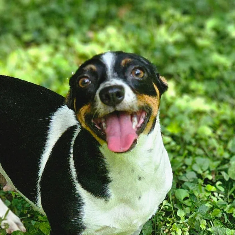 An adult small-sized female White / Cream Jack Russell Terrier dog named Kerrigan for adoption in Winchester, TN