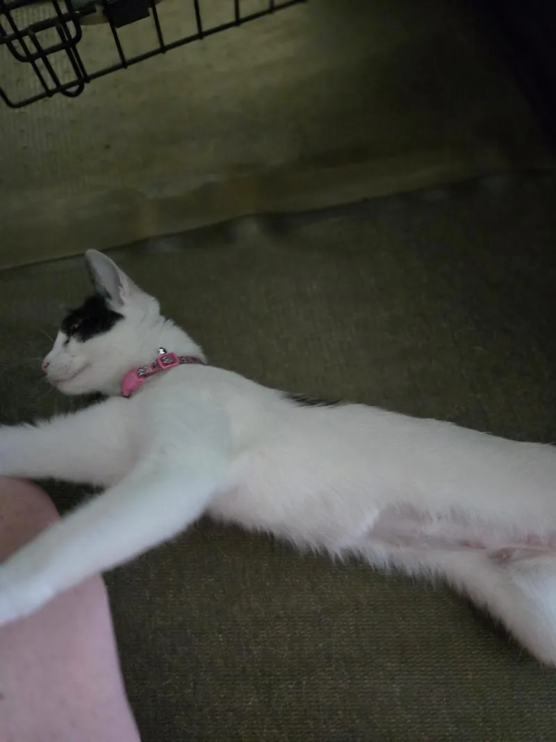 Peco thumbnail 4