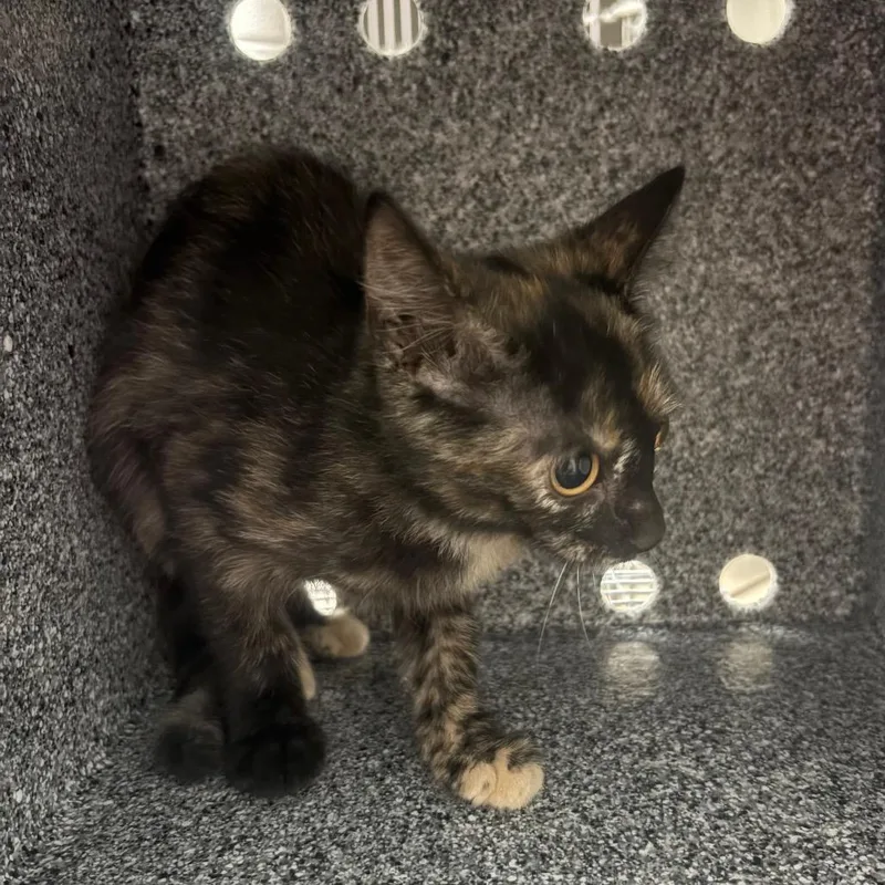 A baby small-sized female Tortoiseshell Domestic Short Hair cat named Habanero for adoption in Lufkin, TX
