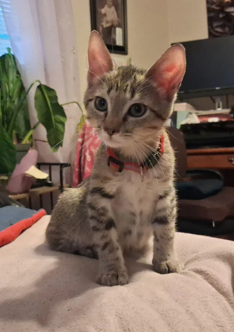 A baby medium-sized male Tabby cat named Thursday for adoption in Carneys Point, NJ
