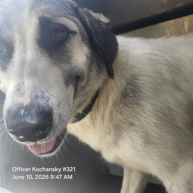 An adult medium-sized female Labrador Retriever dog named Lua for adoption in San Antonio, TX