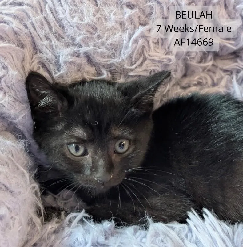 A young medium-sized female Black Domestic Short Hair cat named Beulah for adoption in Supply, NC