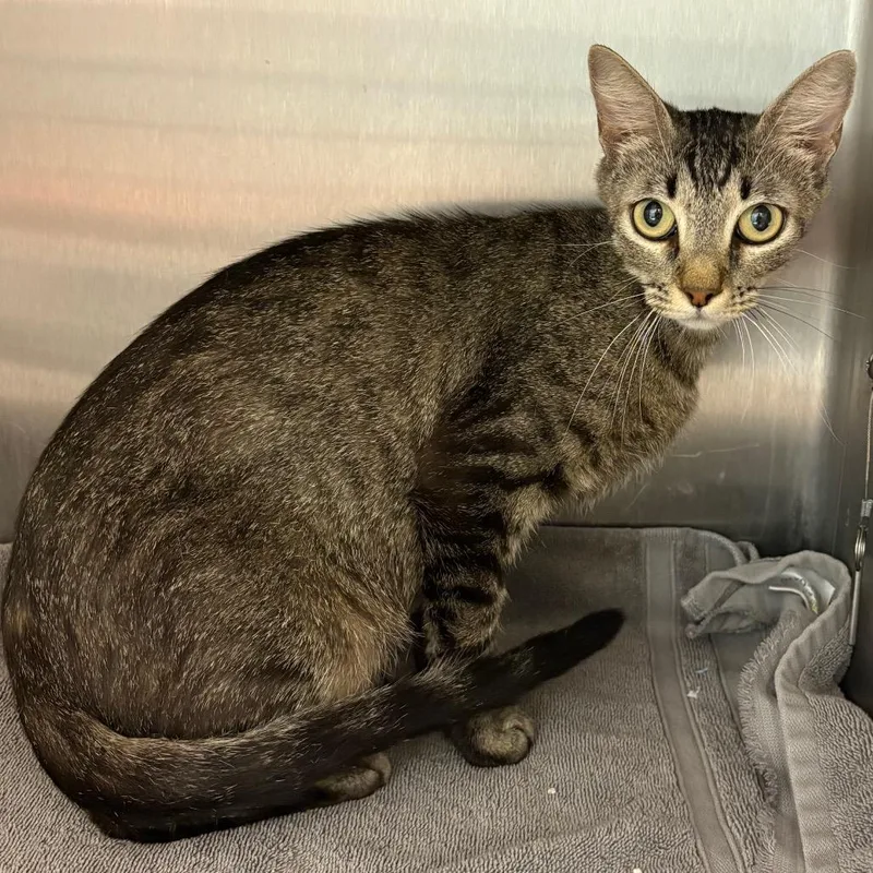 An adult medium-sized female Brown / Chocolate Domestic Short Hair cat named Rosie for adoption in Englewood, FL