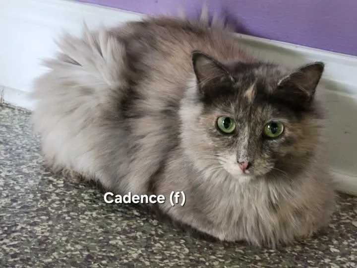 An adult medium-sized female Dilute Calico Domestic Long Hair cat named Cadence for adoption in Mazon, IL