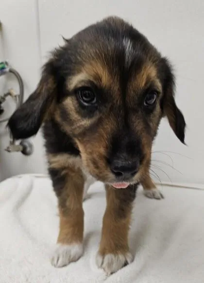 A young large-sized female Retriever dog named Holly for adoption in Phoenix, AZ