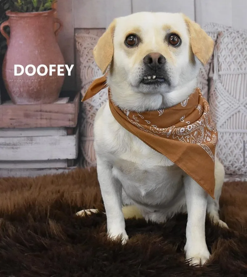 A young small-sized male Shepherd dog named Doofey for adoption in Gilbert, AZ