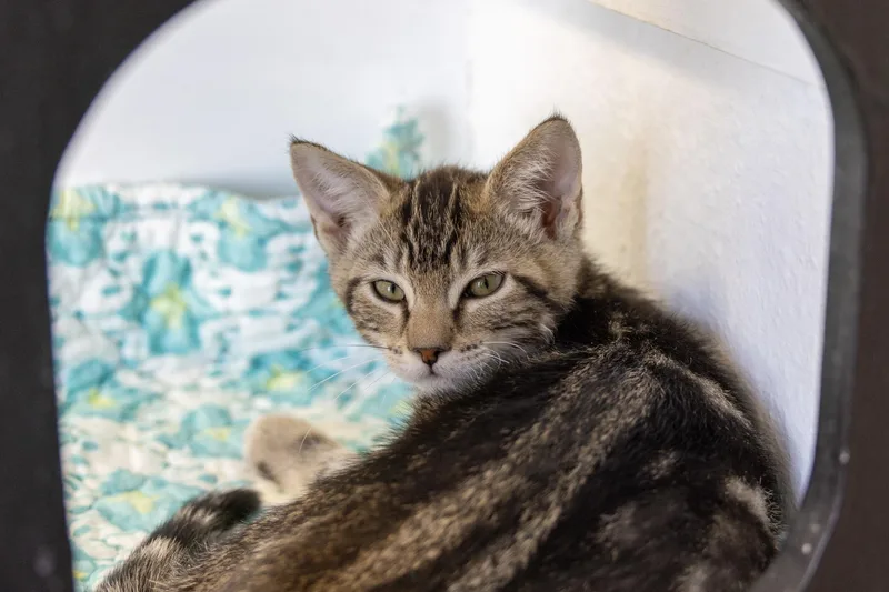 A baby small-sized male Domestic Short Hair cat named Mr. Mouse for adoption in Fountain Hills, AZ