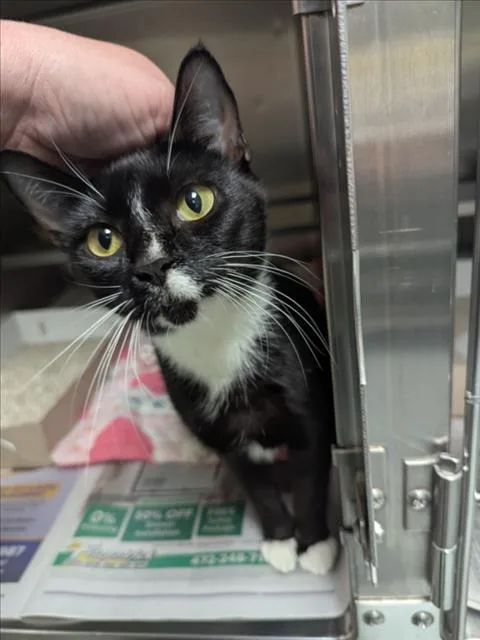 A young small-sized female Domestic Short Hair cat named A for adoption in Wilmington, NC