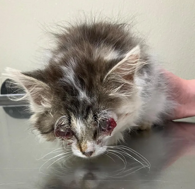 A baby medium-sized female Domestic Long Hair cat named Flounder for adoption in Christiansburg, VA