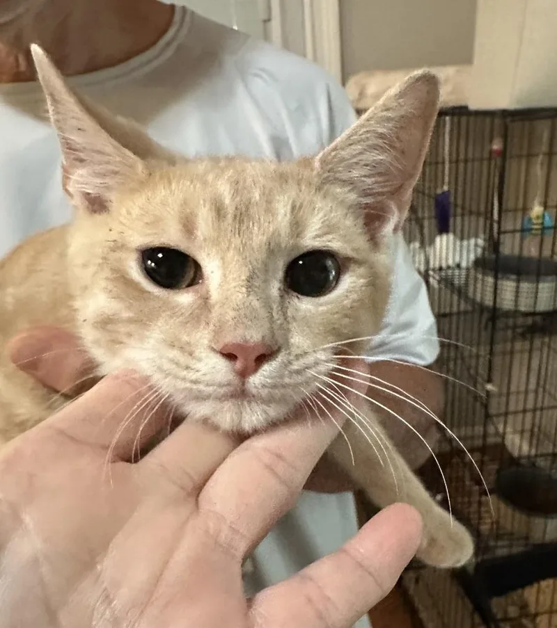 A baby small-sized male Domestic Short Hair cat named Torta for adoption in Ellijay, GA