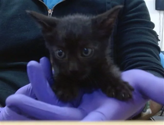 A baby small-sized male Domestic Short Hair cat named Corbin for adoption in Miami, FL