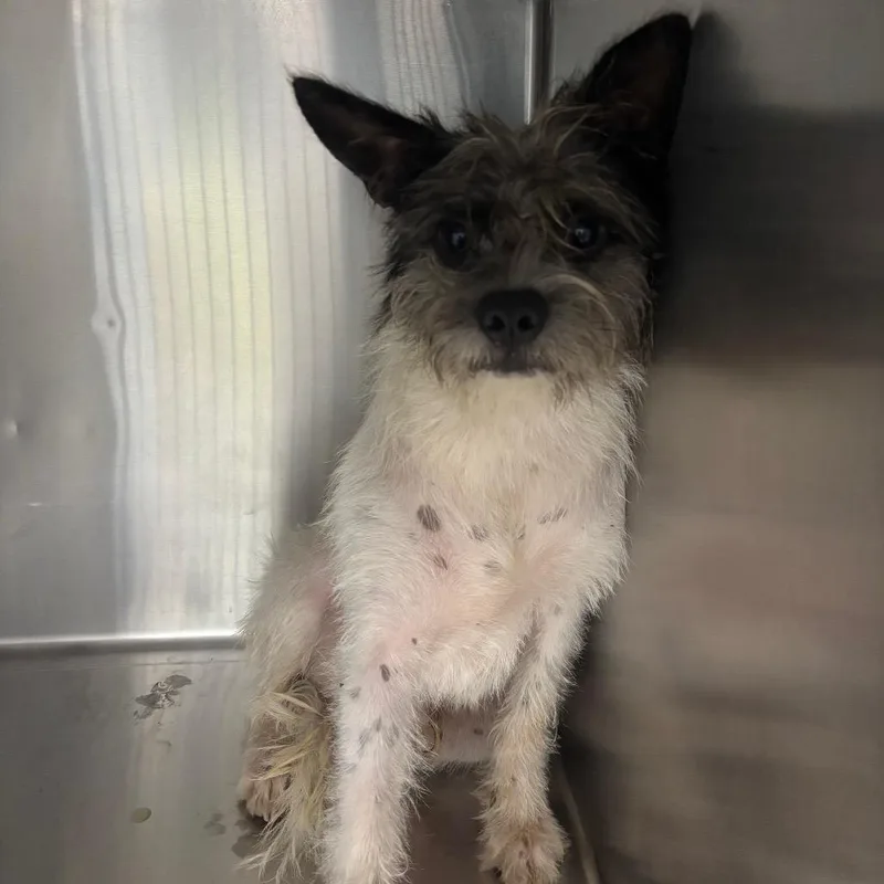 A young medium-sized male Black Mixed Breed dog named Bhodie for adoption in Corbin, KY