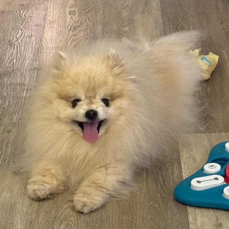 A senior small-sized male Yellow / Tan / Blond / Fawn Pomeranian dog named Oliver for adoption in Ferndale, MI