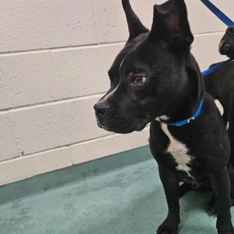 A baby medium-sized male Black Mixed Breed dog named Dwayne Higgins for adoption in Memphis, TN