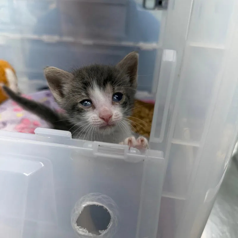 A baby small-sized male Domestic Short Hair cat named Pedal to the Metal for adoption in Port Richey, FL
