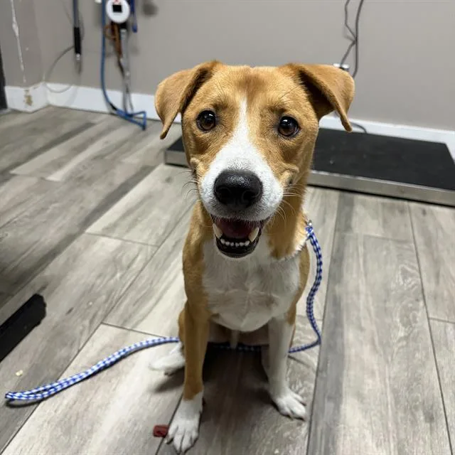 An adult medium-sized male Hound dog named Buttercup for adoption in Redlands, CA