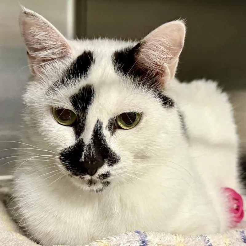 A young medium-sized female White Domestic Short Hair cat named Twinnie for adoption in Exeter, RI