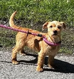 A baby medium-sized male Terrier dog named Snickerdoodle for adoption in Madison, NJ