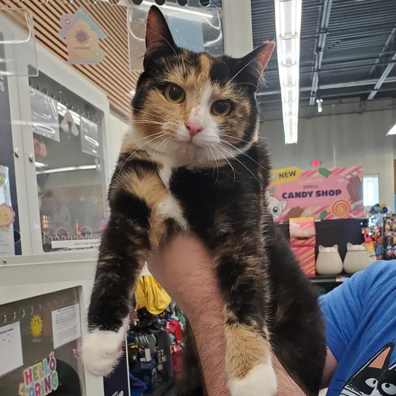 A young small-sized female Calico cat named Rhythm for adoption in Maple Shade, NJ