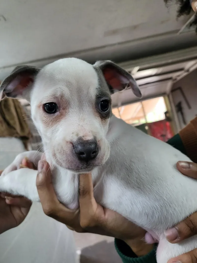 A baby large-sized male Mixed Breed dog named Moose for adoption in Naples, FL