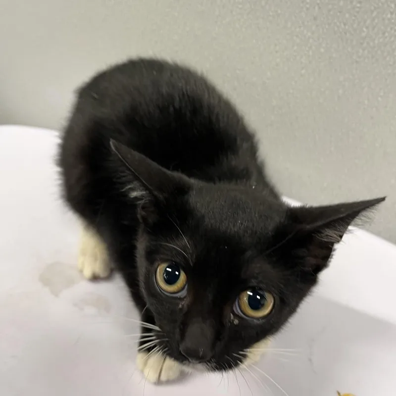 A baby small-sized female Black Domestic Short Hair cat named Magdalene for adoption in Tampa, FL