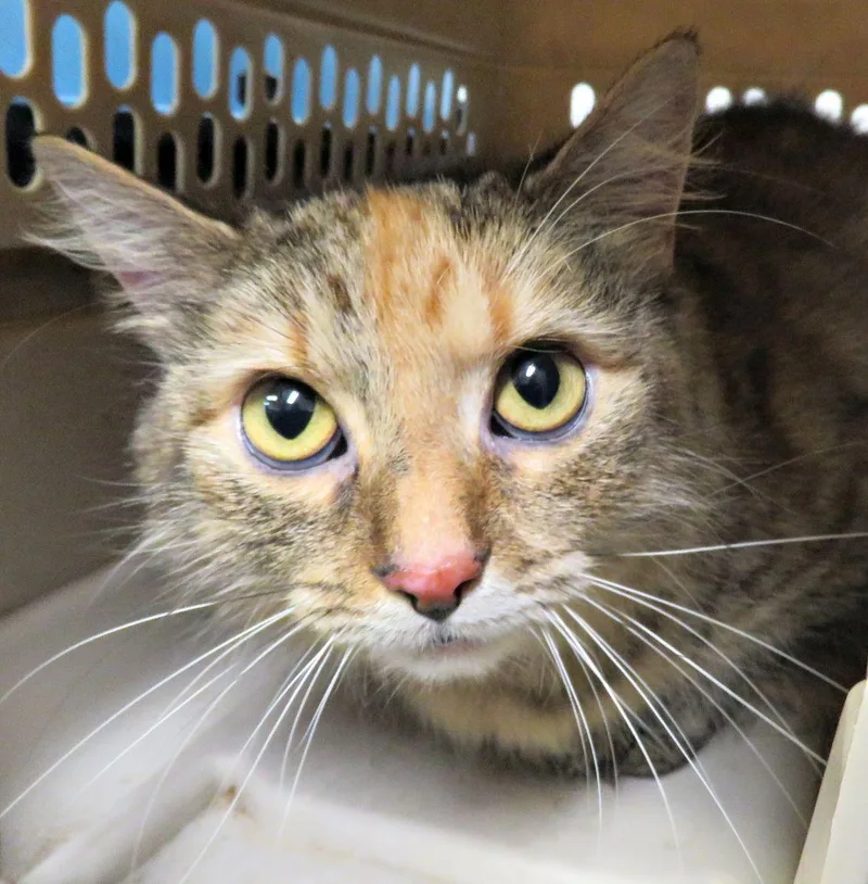 An adult large-sized female Calico Domestic Long Hair cat named Nita for adoption in Lexington, VA