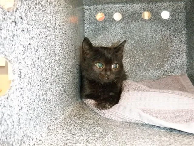 A baby small-sized female Domestic Short Hair cat named Bonnie for adoption in San Jose, CA