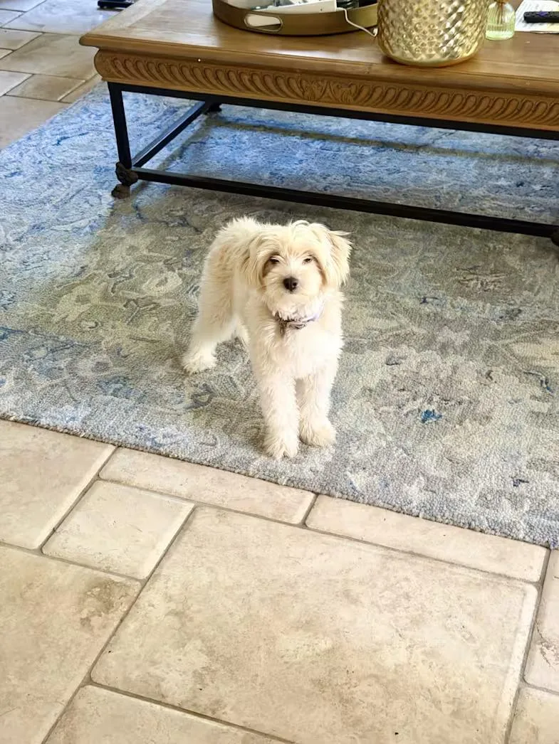 A young small-sized female Maltese dog named Lin for adoption in la habra, CA