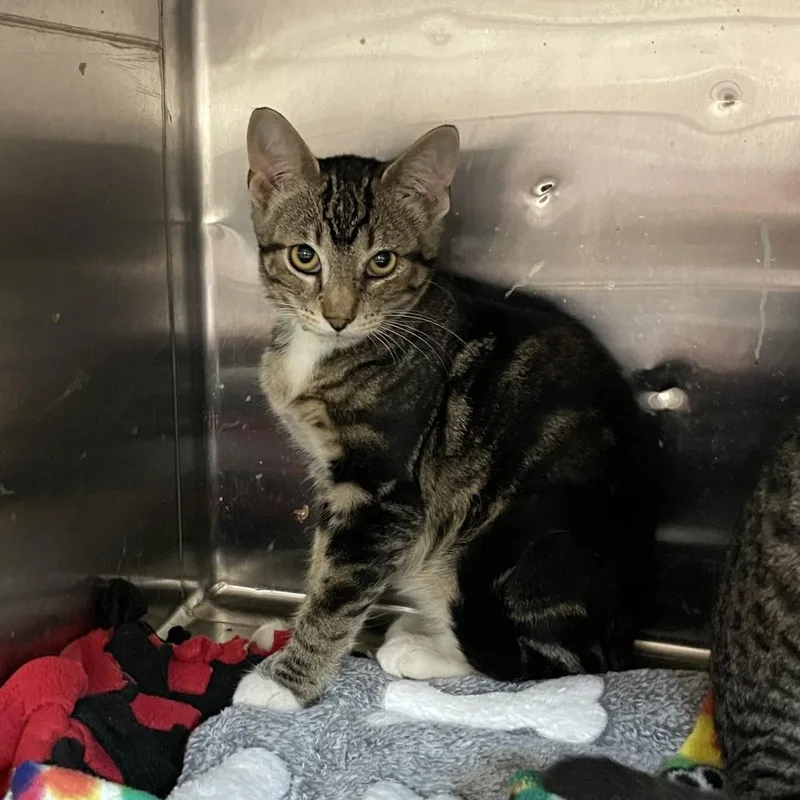 A young medium-sized male Brown / Chocolate Domestic Short Hair cat named Ned for adoption in Madison, WI