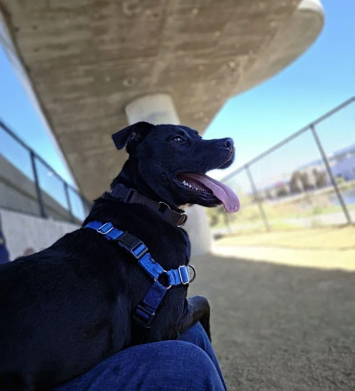 A baby medium-sized male Black Pit Bull Terrier dog named Dusty for adoption in Berkeley, CA