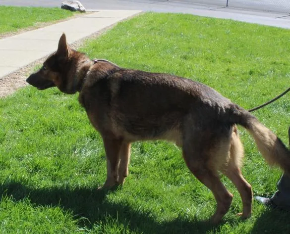 Dozer