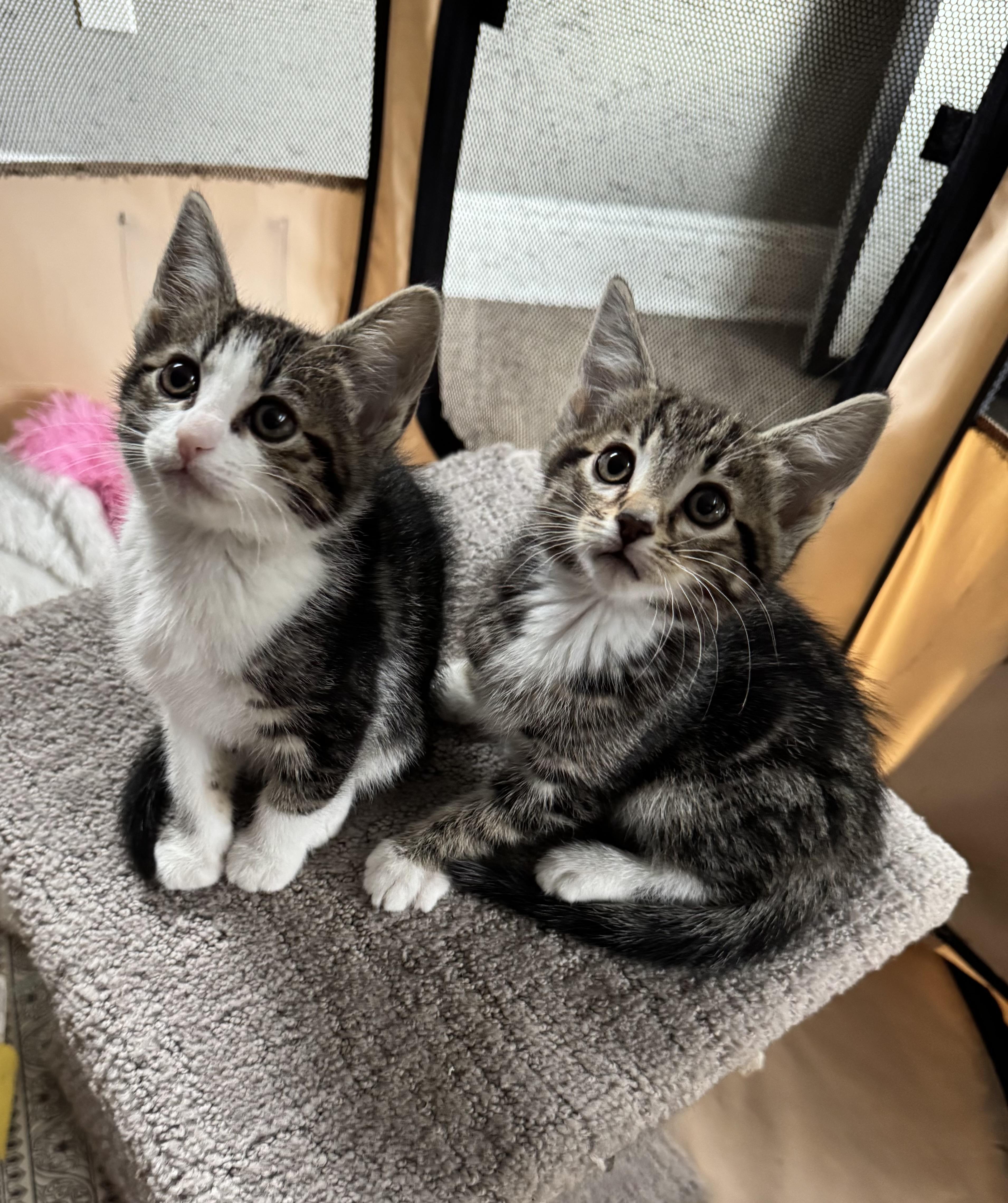 Scottie & Birdie thumbnail 2