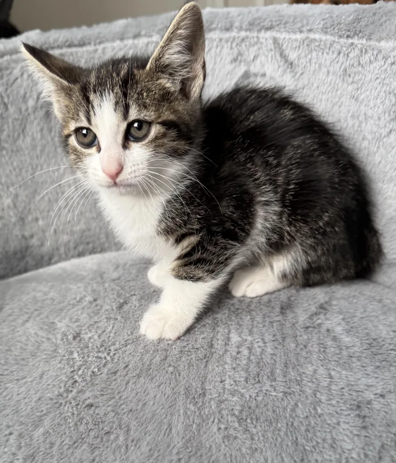 Scottie & Birdie thumbnail 3